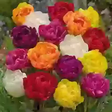 Early Double Tulip Mixture